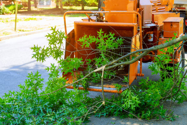 Professional Tree Service in Bernardsville, NJ